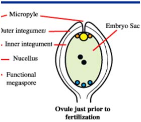 Fertilized ovule